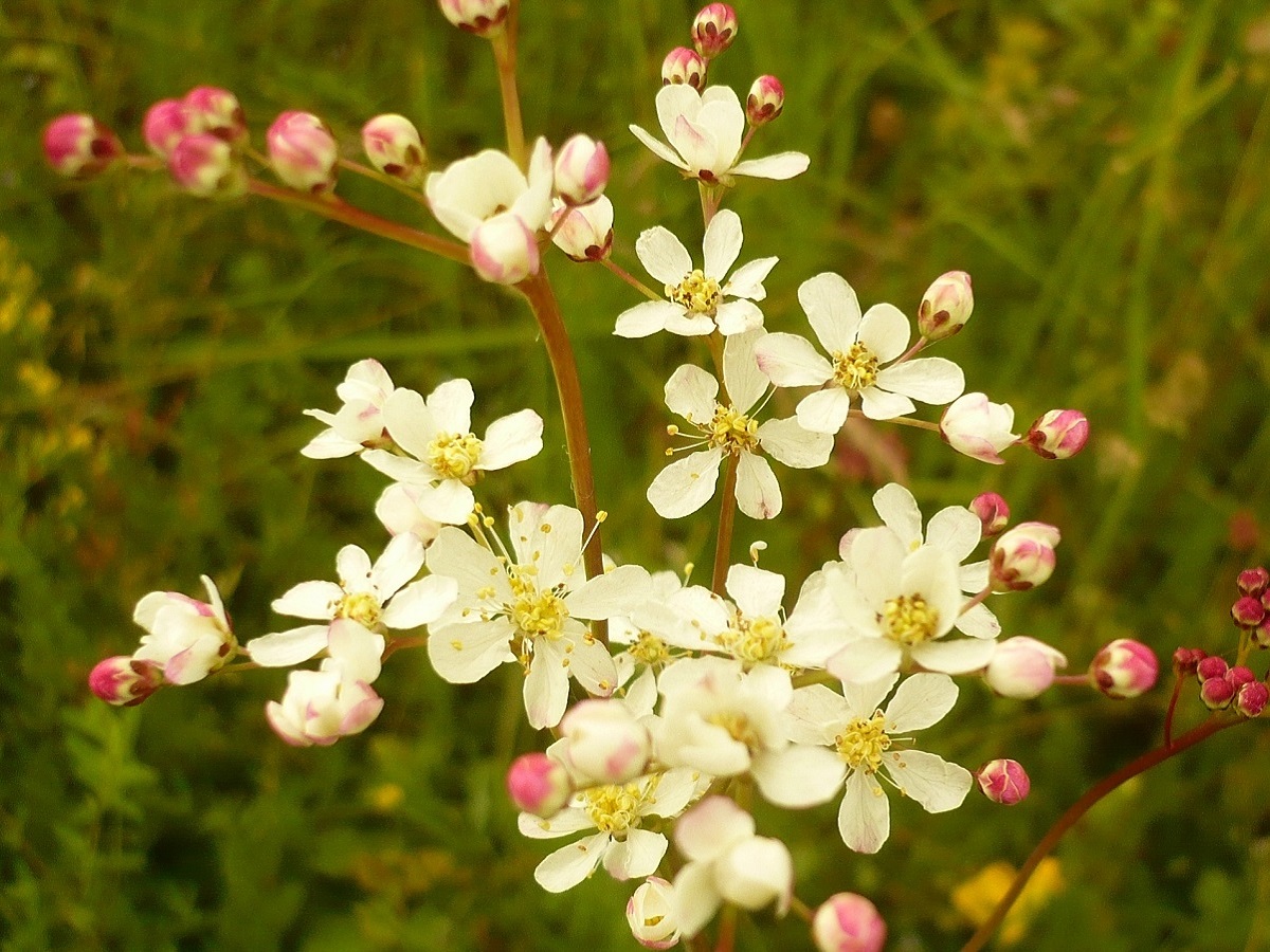 Filipendula vulgaris (Rosaceae)